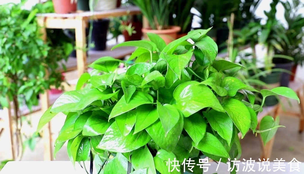 植株|夏天养绿萝，给它“喝3种水”，枝叶长得茂盛，长满花盆