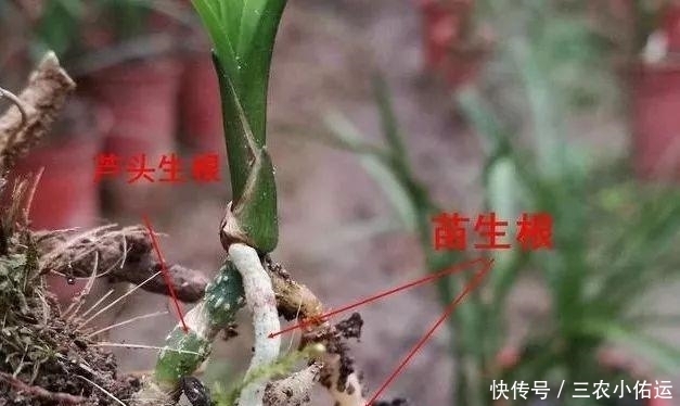 雨水|内炼一口气,不接触土壤都能生根,兰花原来是这么生长的