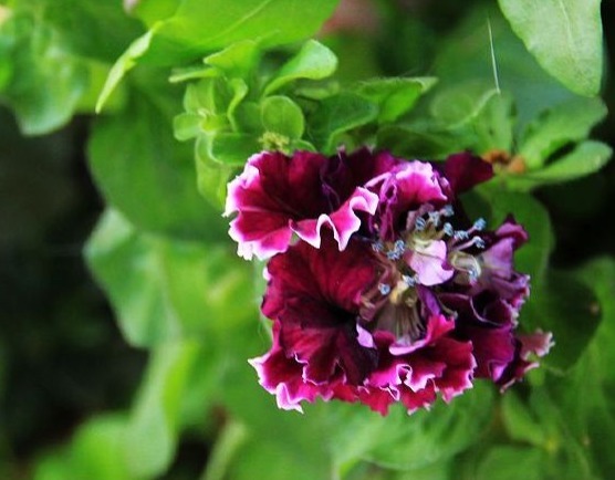 喜欢养花的尝试养重瓣花卉,不仅开花好看花期还长,还很好养活