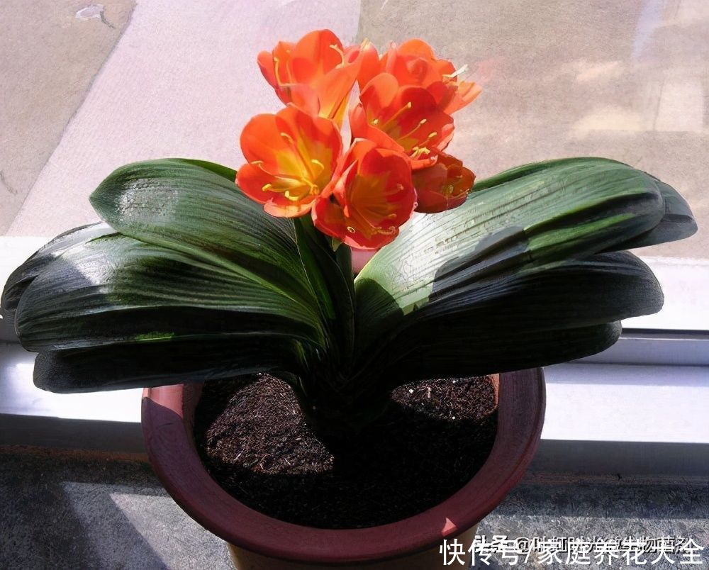 君子兰叶子长皱纹太显老、分析六种原因对症治疗