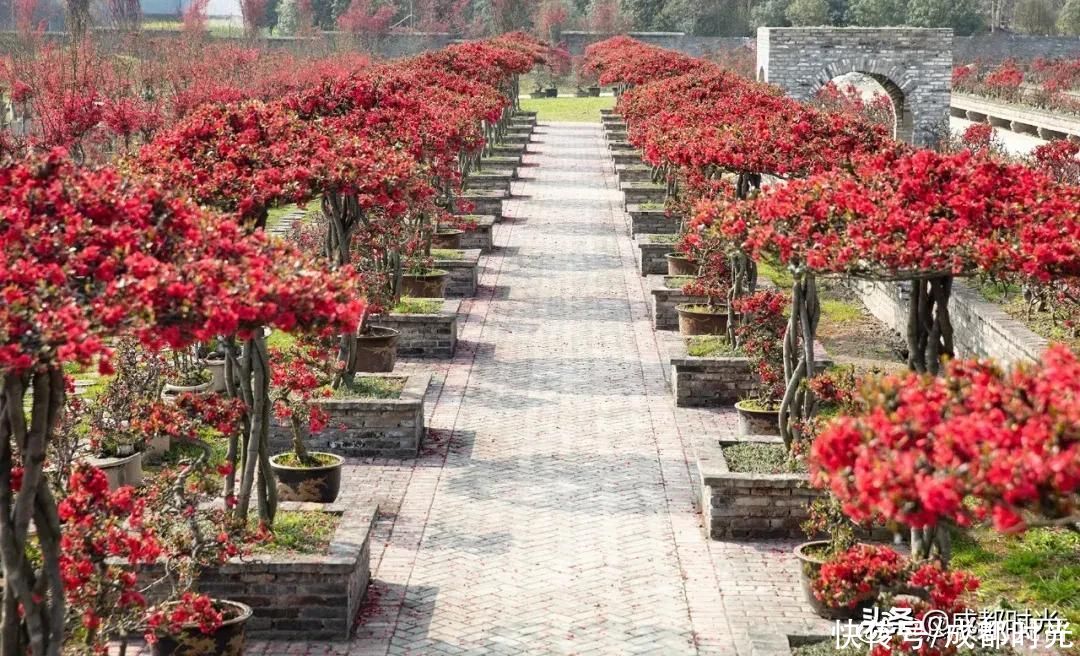 成都千亩海棠、数百亩梅林满树繁花似锦 约吗?