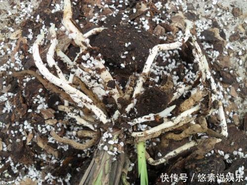 君子兰、兰花拿2种“石头”养,不烂根不黄叶,根壮叶绿、开花多