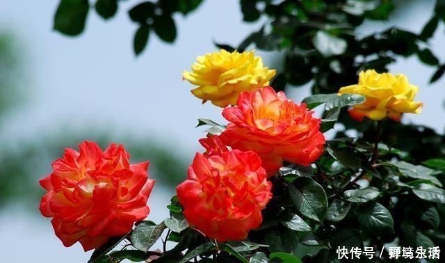 花香浓|路边看到这“三种花”马上挖回家,花香浓易爆盆,花开一茬又一茬!