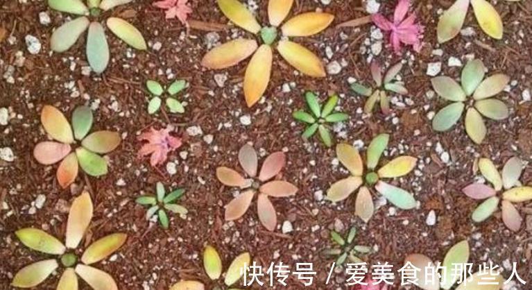 学会叶插，让多肉一盆变多盆，再也不用去外面买多肉了