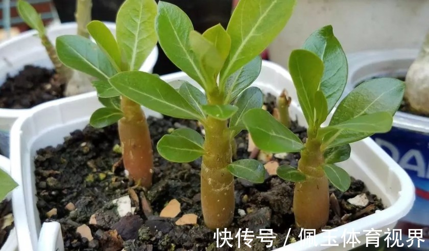 养花浇水不能大意,学会这些技巧,植物养得郁郁葱葱