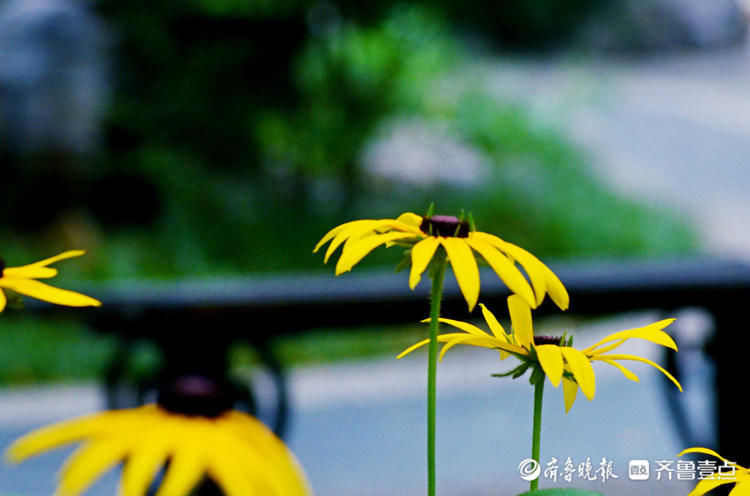 这种菊花您见过吗？济南泉城公园黑心金光菊花开别致|花开齐鲁| 金光