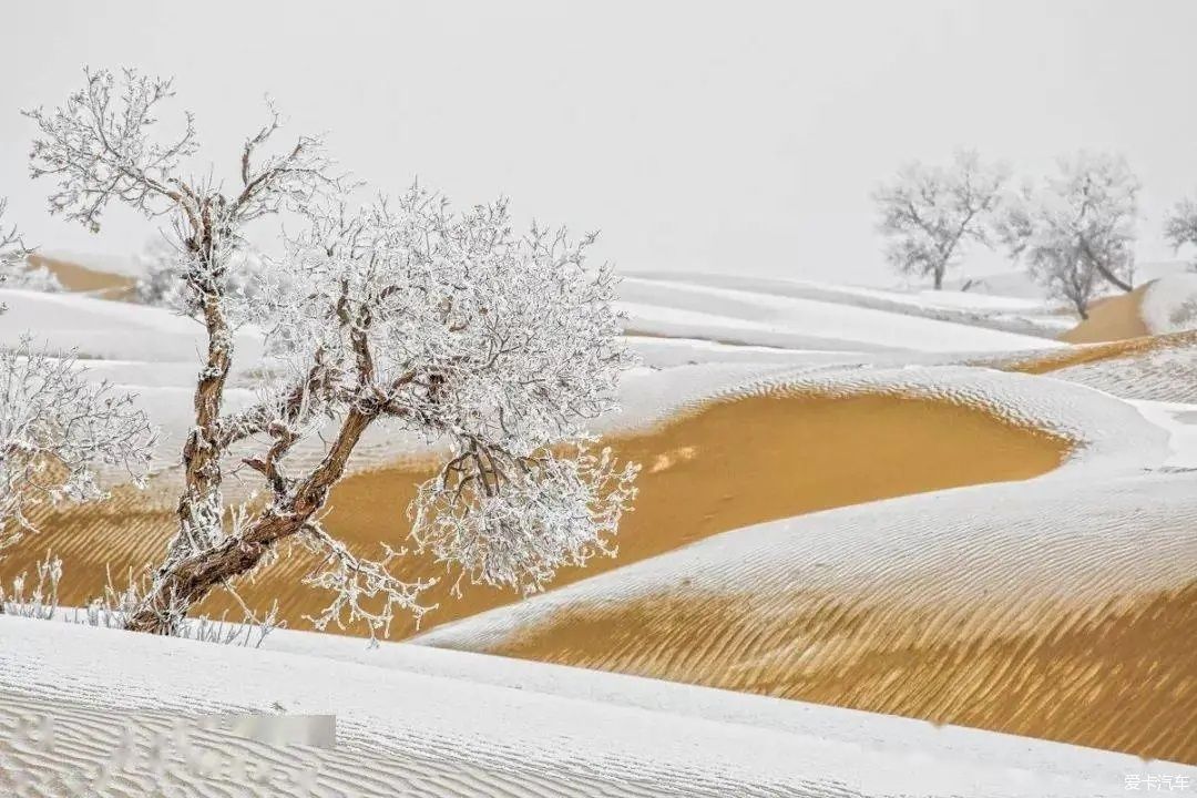 不到过新疆，永远不知道雪有多大。