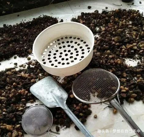 换盆|君子兰换盆,多做“这1步”,15天恢复生长,比往年花量多得多