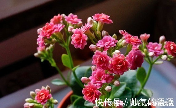 这三种花号称“见光死”,进入夏季养护要小心,稍不注意就死了