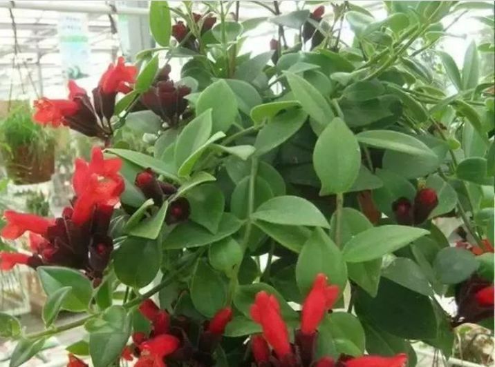 吊起来养的“4种花”,好看好养不占地,一次开出200朵,美