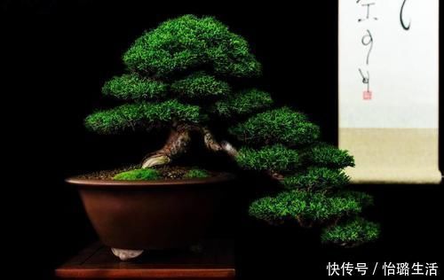 整体造型|盆景树木叶片太大,3个控叶技巧,让叶片变小,尽显古朴苍老,不学可惜了