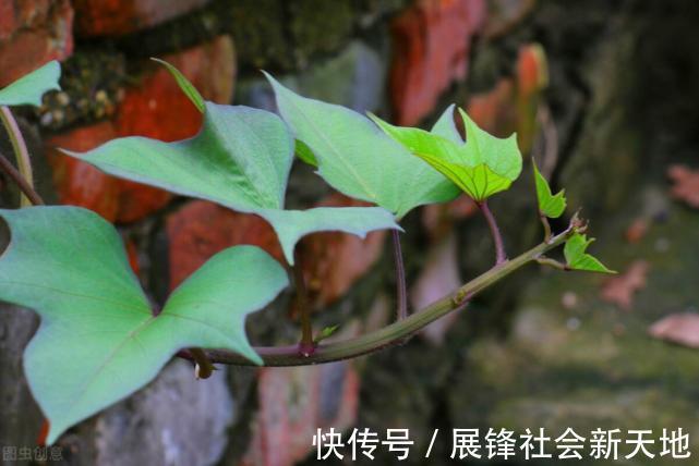 红薯|高血压患者能吃红薯吗？家有老人的要多注意，别因无知酿成大祸
