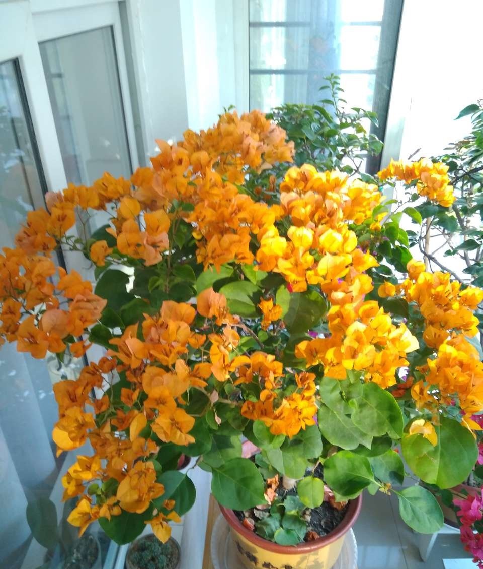 盆栽三角梅不开花,教你这“5招”花苞嗖嗖冒,一茬接一茬