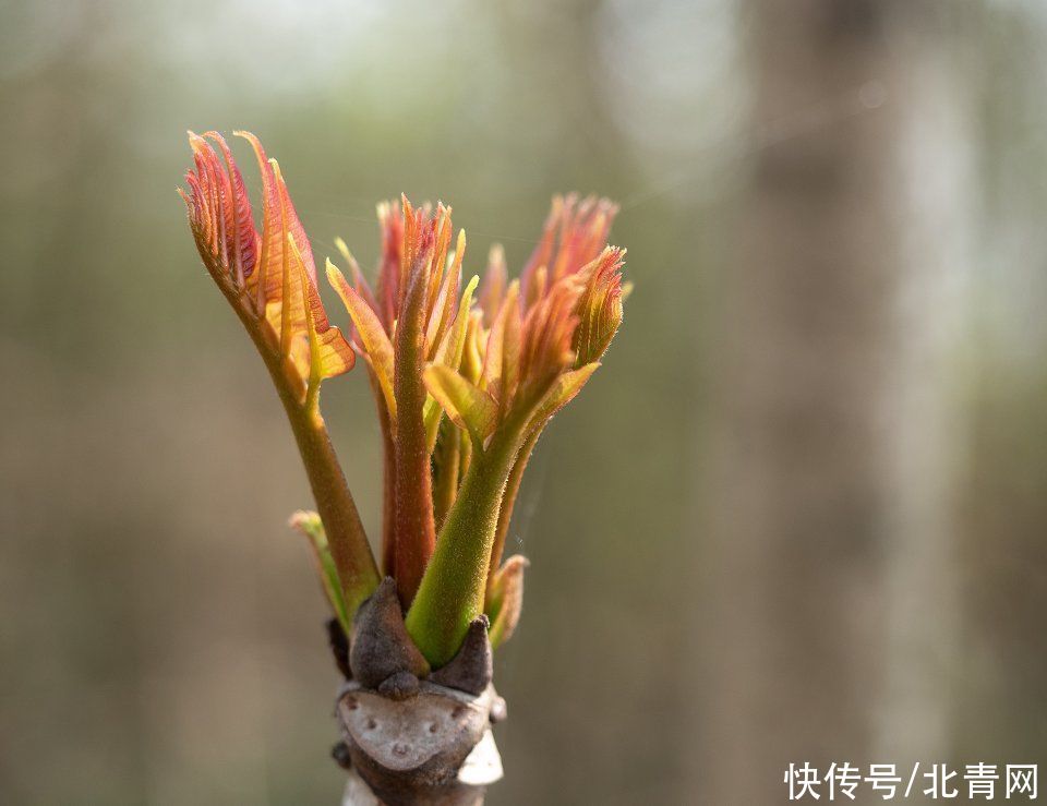 这几种野菜，营养丰富能防病，你吃过哪种？