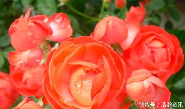 家庭种植月季的不少,真正养好的不多,教你正确追肥方法,更健壮