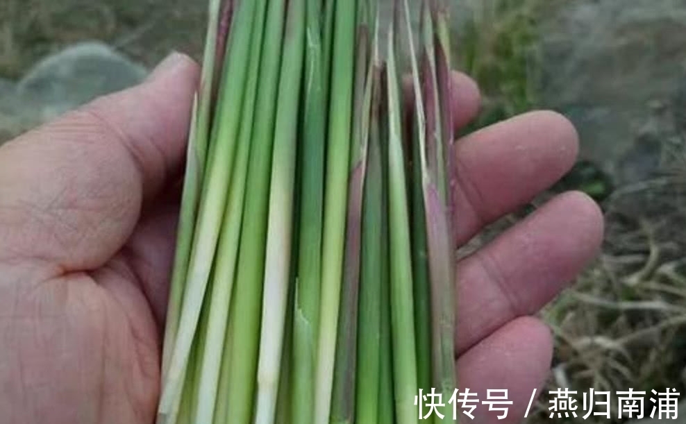 大自然|农村妈妈在田埂上吃“野草”，边吃边说甜，你知道这是什么吗？