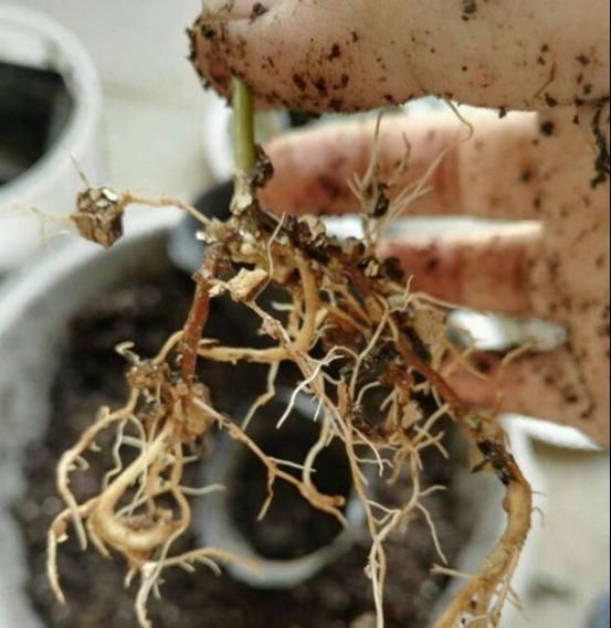 水杨酸|生根水还买?4种东西放水里大白根呼呼冒,扦插特好用!