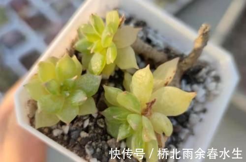 温度|温度2℃到14℃多肉还能继续放在室外露养吗?可以,但要注意这几个要点