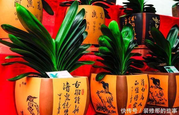 君子兰喜欢2种“零食”1种水,定期给一点,叶片油绿开花艳