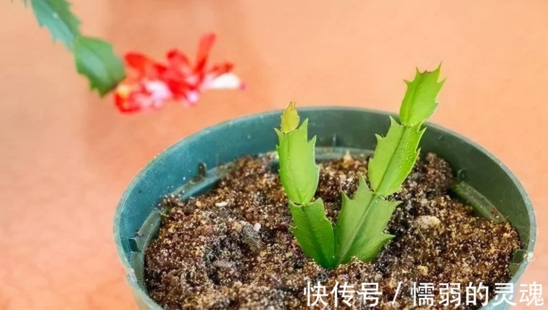 营养土|12月“扦插”3种花,明年春天就长花苞,超值