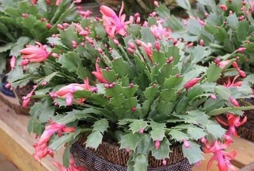 蟹甲兰叶子发软怎么了？