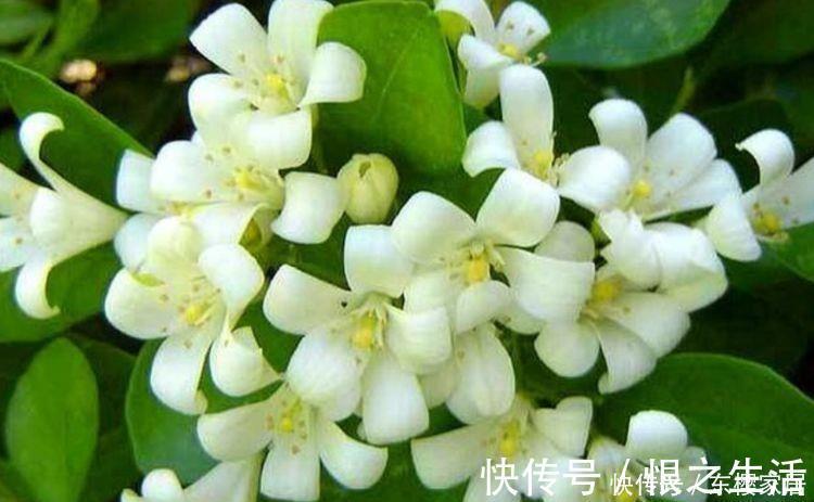 几种超香的花卉,好活易爆盆,花色柔美,花朵烂漫迷人