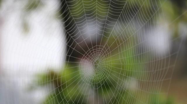 高僧回答|4首禅诗,既简单又不简单,人生的智慧都在这里了