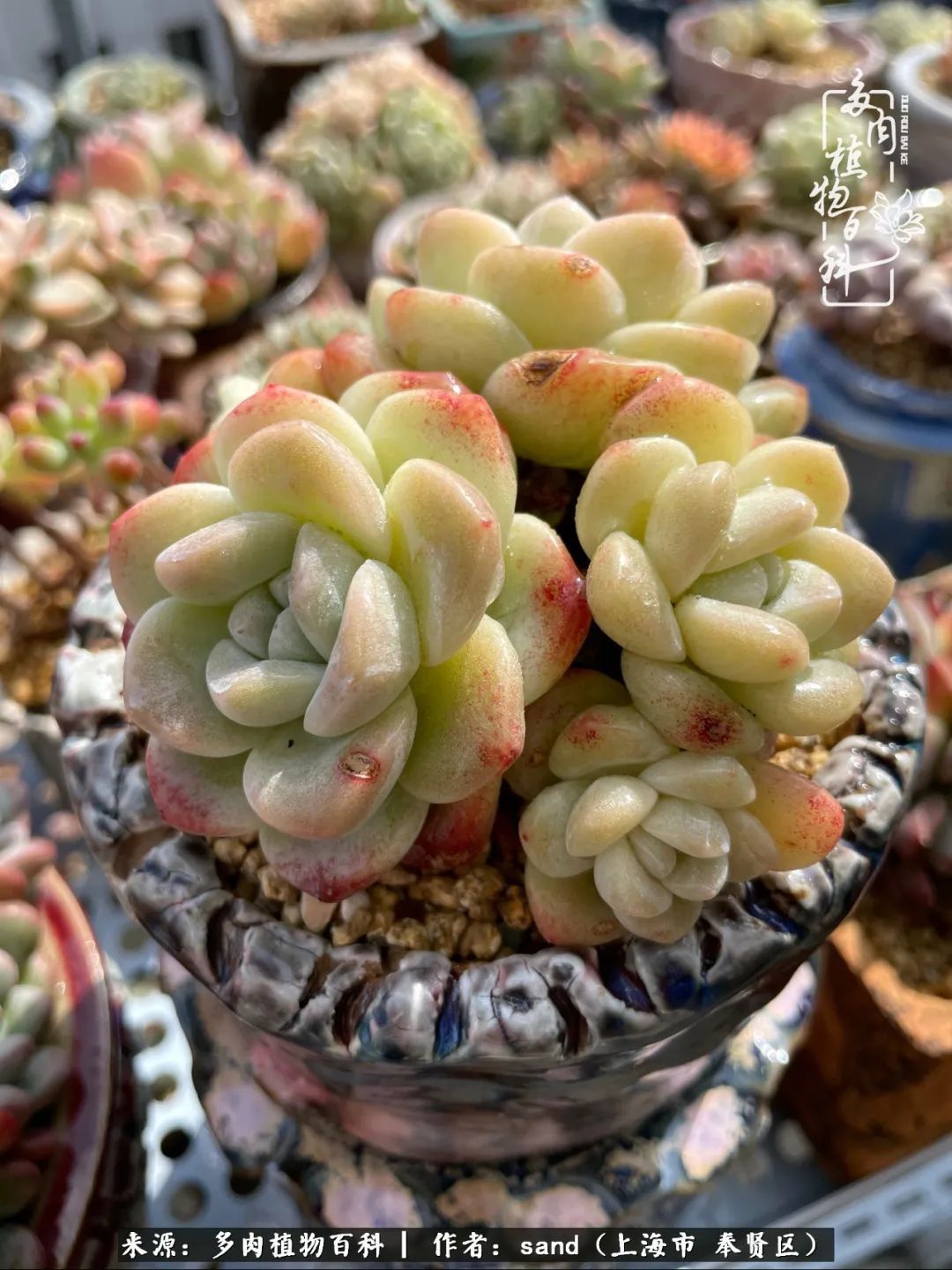 带着200多盆多肉，三个月搬两次家，是一种怎样的体验