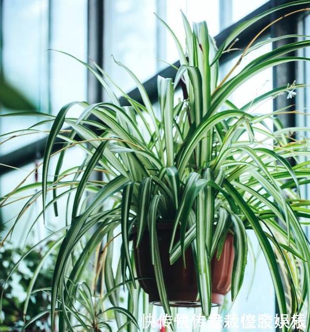 绿萝|太多人不知道,在家里放上这几款植物,既能驱蚊还能吸甲醛
