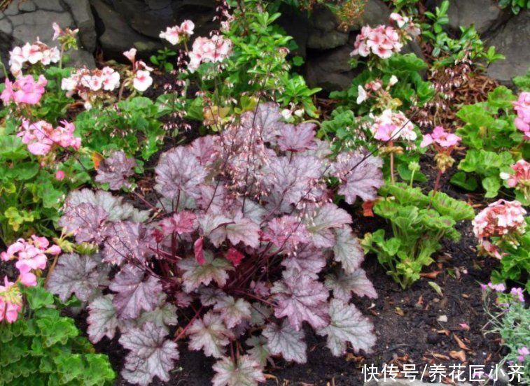 植物|想在北阳台养花不想加补光灯，养6种花，保证长势好，而且能开花