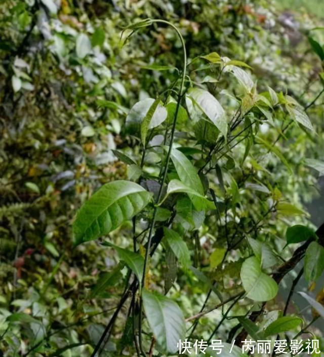 植物|消失20年！贵州再次发现中国特有植物富宁藤，重现意味着什么？