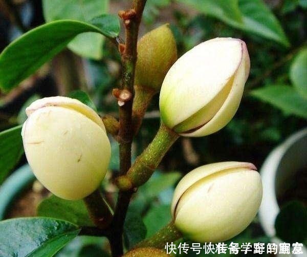 栀子花|6种“花”，自带香味，室内养1盆，比清新剂强1倍，无毒又环保！