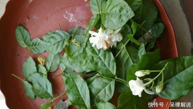 茉莉|茉莉修剪后,新枝细弱是这3点没做好,改一改,茉莉复花又爆盆