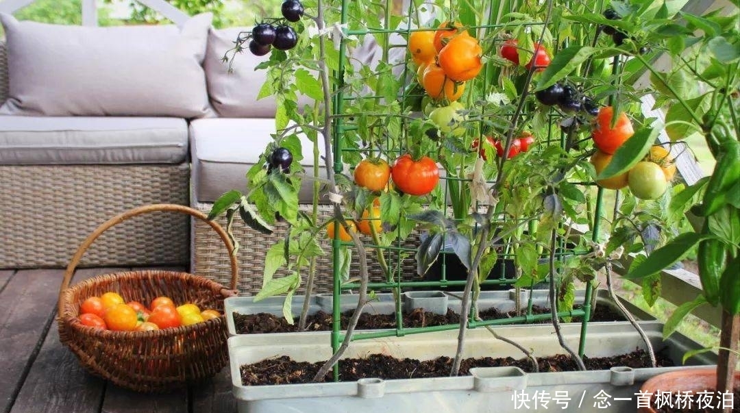 想有个菜园,余生低头种菜,抬头看花...