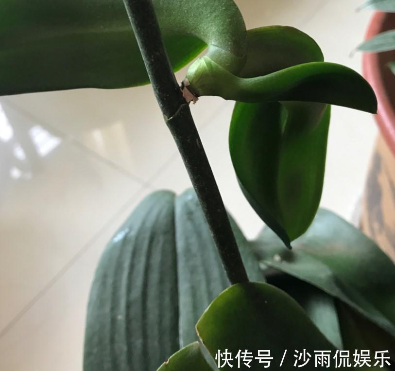 花友们|蝴蝶兰出现腐烂的情况,剪掉一些,养一下就又能养出大粗跟!