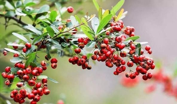 聪明人都养“3种绿植”,客厅养一盆旺财镇宅,关键还实用