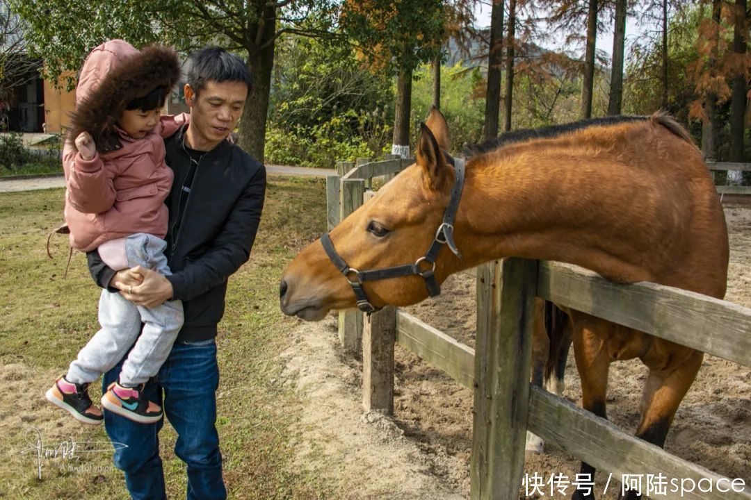 骑马|想体验骑马不一定要去内蒙古,在嘉兴南北湖就可以圆这个梦