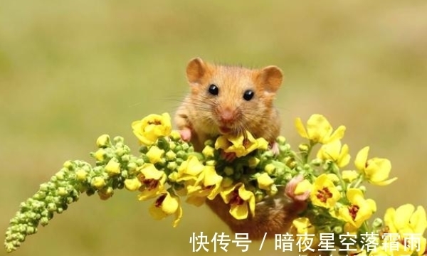 福气|10个鼠有9个富，尤其是以下4月出生的“大金鼠”，天生福气满溢！