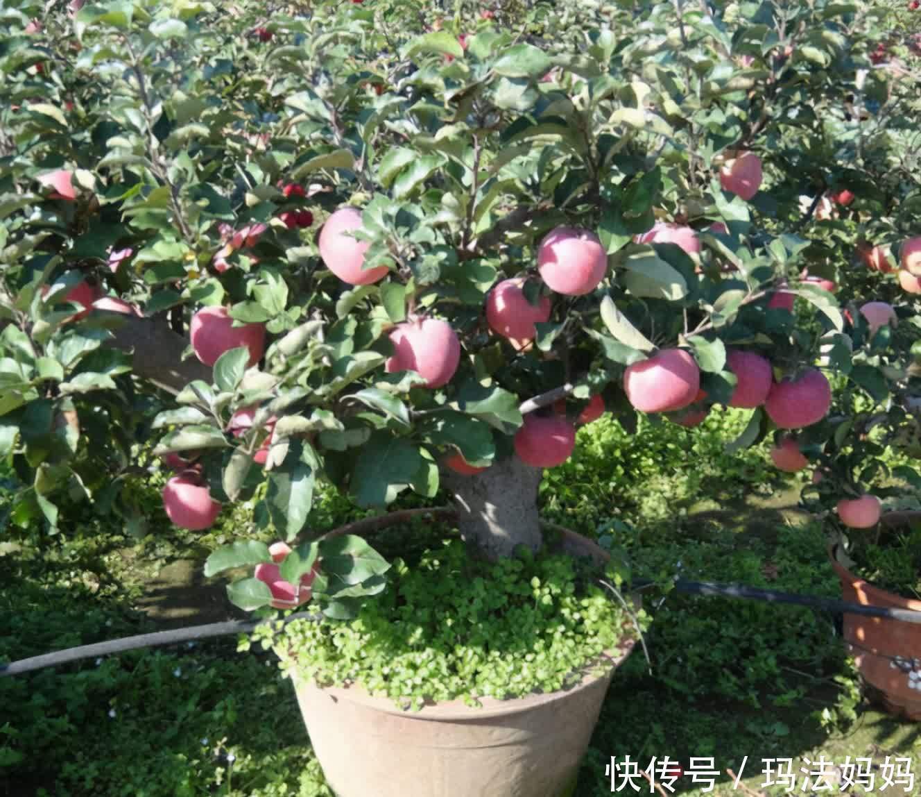 5月是栽果树的好时候,有院子别养花了,栽点果树好看好养活