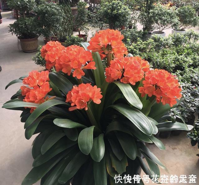 君子兰|养君子兰趁现在,多做2件事,长成大白菜,满盆冒花箭