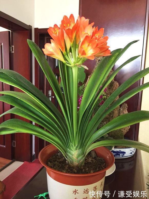君子兰长“歪”叶,赶紧做2动作,叶片油绿肥厚,整齐排成一条线