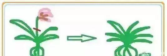 修剪|养花要“七分管、三分剪”，花卉如何修剪你一定要懂