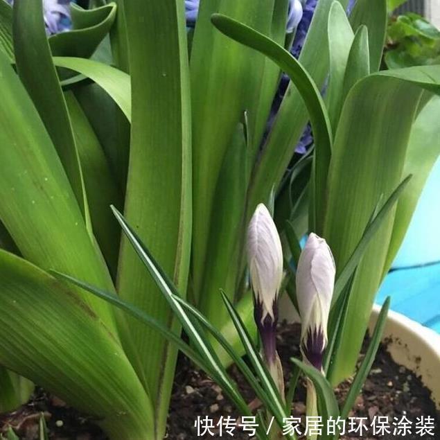 虫子|养花土,用一个塑料袋,轻松杀虫灭菌,花盆里一个虫子都没有