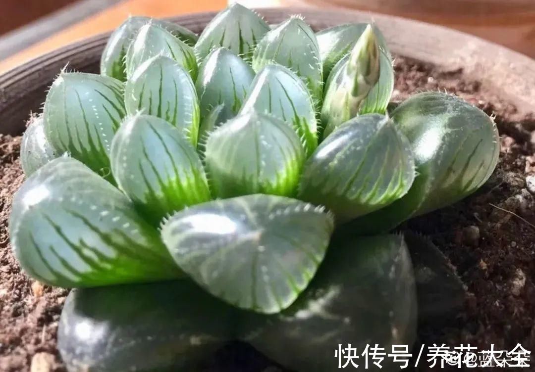 10种“怕晒花”,越晒死越快,半阴地儿反倒长得旺