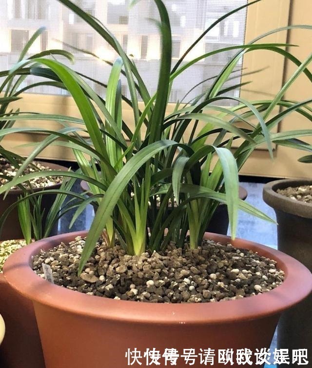 兰花|兰花焦尖，有3原因！这样养护，兰花叶片绿油油，呼呼长得旺！