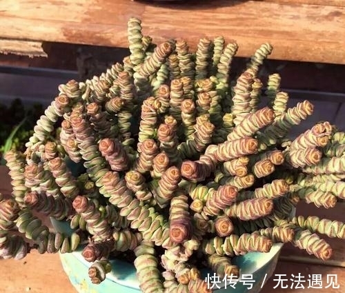 4种多肉植物,再喜欢也别养,号称“徒神”,养起来心累!