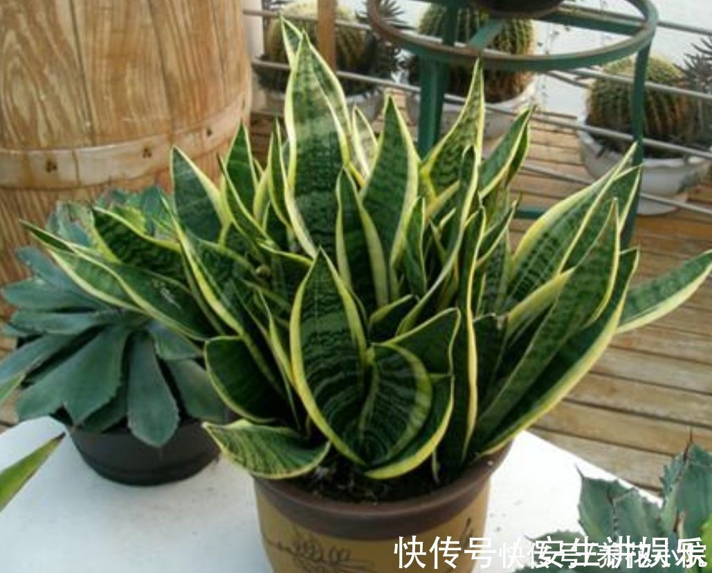 养分|虎皮兰爱喝“3种水”，经常用它浇一浇，不断冒新芽