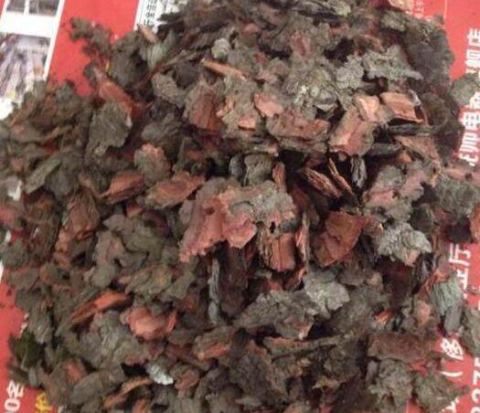 君子兰|君子兰迟迟“不开花”,埋上几块“它”,根壮叶多,开满花,喜庆