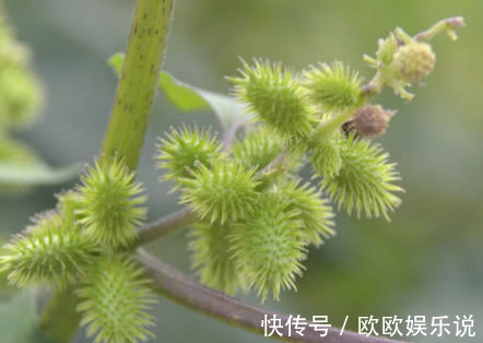 祛风|李时珍称它为风湿克星，祛风止痛，老寒腿关节炎都被“赶跑”