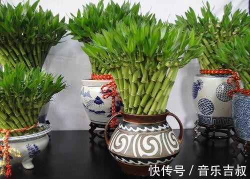 水培|这5种花,漂亮又好养,放卧室客厅都合适,还能净化空气,很实用